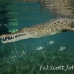crocodile_american_chiq_jar_h_0790_cub3814.jpg